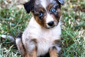 Nick - Miniature Australian Shepherd for sale