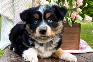 Valerie - Miniature Australian Shepherd for sale