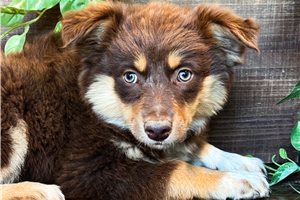 Violet - Miniature Australian Shepherd for sale
