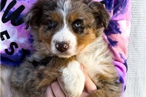 Scarlett - Miniature Australian Shepherd for sale