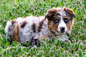 Scarlett - Miniature Australian Shepherd for sale