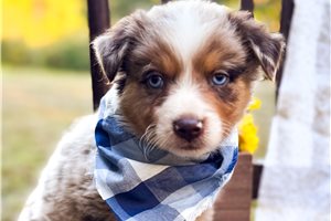 Nico - Miniature Australian Shepherd for sale