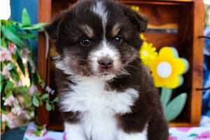 Theresa - puppy for sale