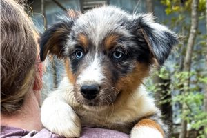 Nick - Miniature Australian Shepherd for sale