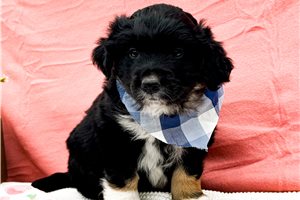 Tyson - Miniature Australian Shepherd for sale
