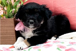 Tovah - Miniature Australian Shepherd for sale