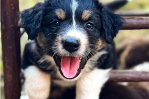 Neon - Miniature Australian Shepherd for sale
