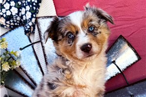 Sophia - puppy for sale