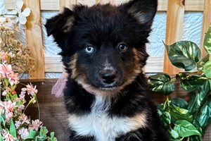 Vivian - Miniature Australian Shepherd for sale