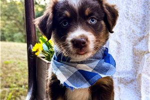 Nigel - Miniature Australian Shepherd for sale