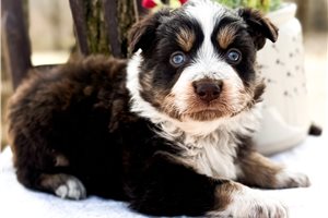 Ford - puppy for sale