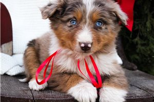 Morton - puppy for sale
