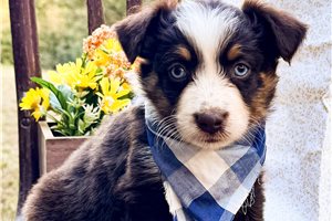 Nevada - Miniature Australian Shepherd for sale