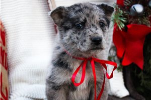 Cedar - puppy for sale