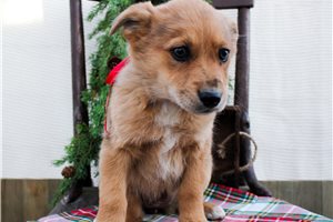 Collette - puppy for sale