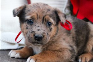 Caroline - puppy for sale
