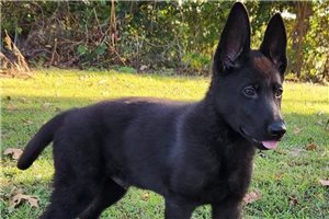 Kevin - German Shepherd for sale