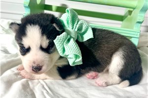 Harper - Siberian Husky for sale