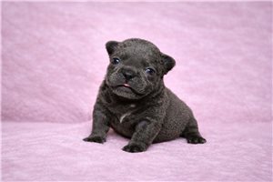 Puffgirl - French Bulldog for sale