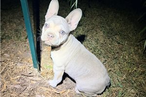 Azalea - French Bulldog for sale