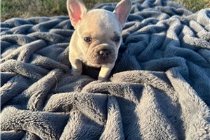 Azalea - puppy for sale