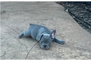 Adele - French Bulldog for sale