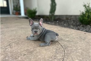Adele - puppy for sale