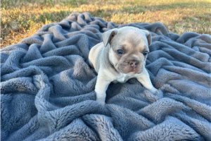 Adda - puppy for sale
