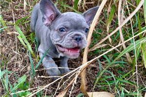 Adelaide - puppy for sale