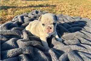 Addison - puppy for sale