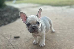Azalea - French Bulldog for sale