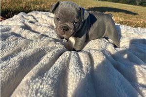 Adele - French Bulldog for sale