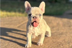 Addison - puppy for sale