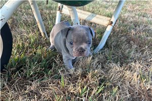 Adelaide - puppy for sale