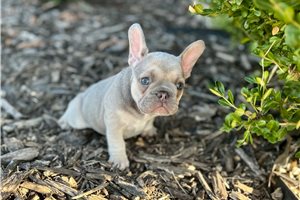 Adda - French Bulldog for sale