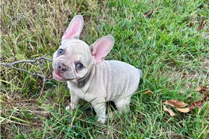 Azalea - French Bulldog for sale