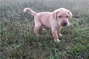 Patches - Labrador Retriever for sale