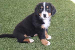 Tanner - Bernese Mountain Dog for sale
