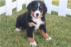 Brian - Bernese Mountain Dog for sale