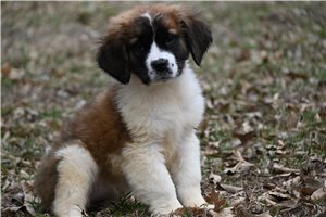 Rylee - puppy for sale