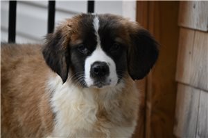 Reese - puppy for sale