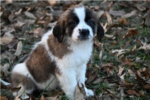 Anya - Saint Bernard - St. Bernard for sale