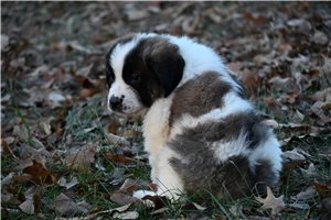 Carter - Saint Bernard - St. Bernard for sale
