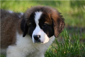 Margaret - Saint Bernard - St. Bernard for sale