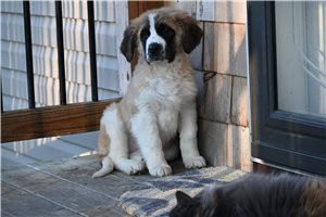 Aggy - Saint Bernard - St. Bernard for sale