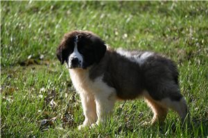 Mose - Saint Bernard - St. Bernard for sale