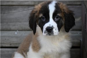 Cami - Saint Bernard - St. Bernard for sale