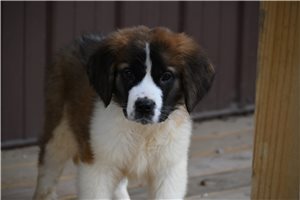 Ryan - Saint Bernard - St. Bernard for sale