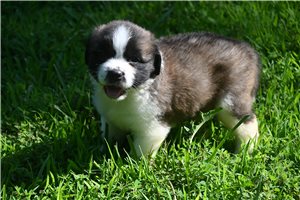 Sarah - Saint Bernard - St. Bernard for sale