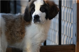 Nora - Saint Bernard - St. Bernard for sale